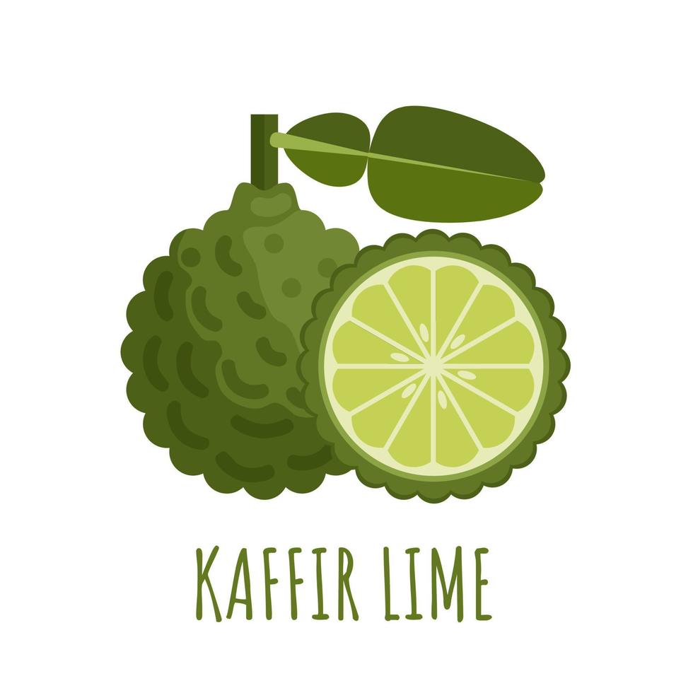 Vector illustration of kaffir lime with leaves, isolated on white background, flat style design, suitable for packaging and advertising design elements.