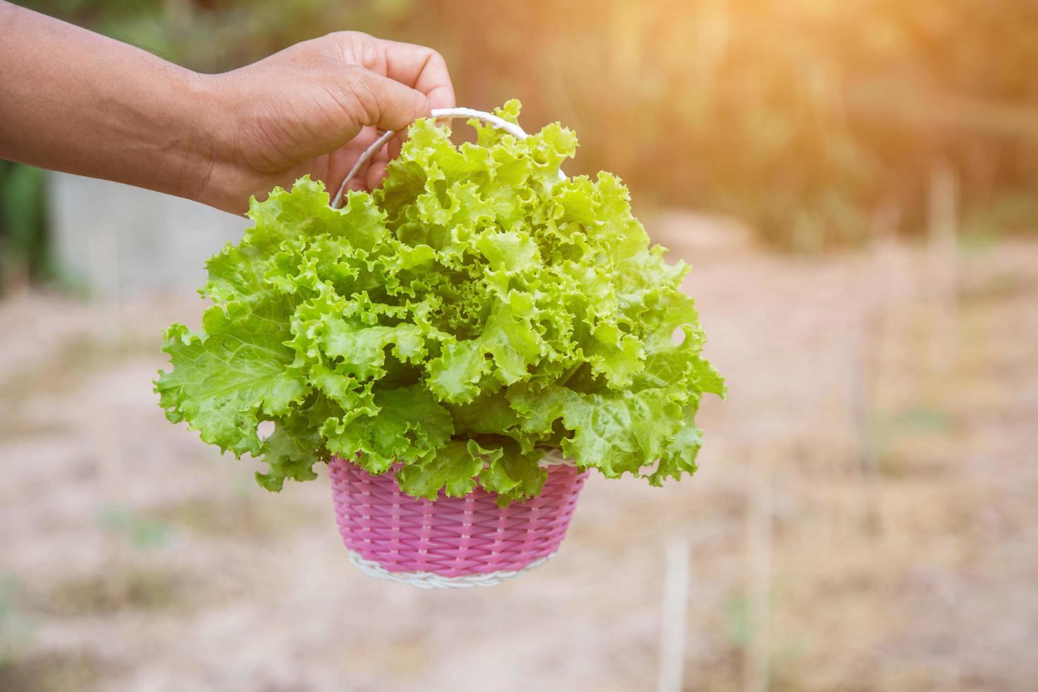 Lettuce of home garden photo