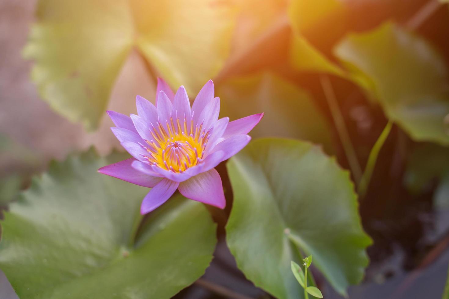 Lotus flower and Lotus flower plants photo