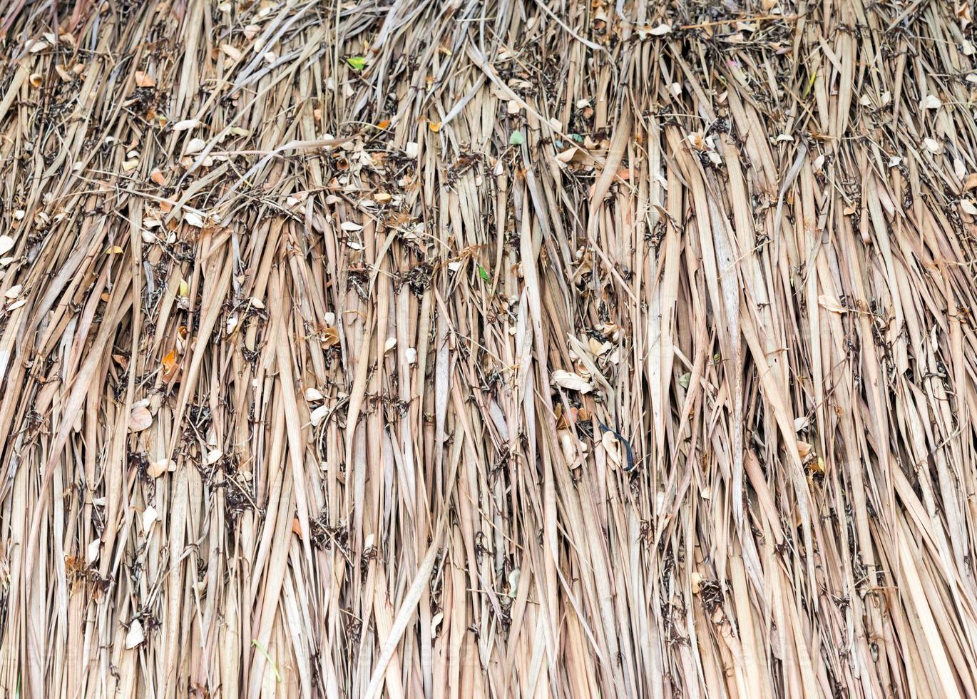 The dirty thatch photo