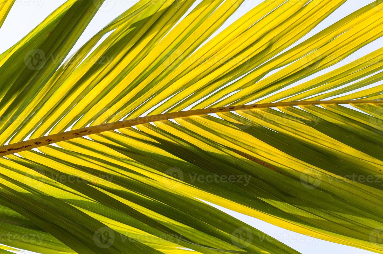 hoja de palma amarilla bajo el cielo azul claro. foto