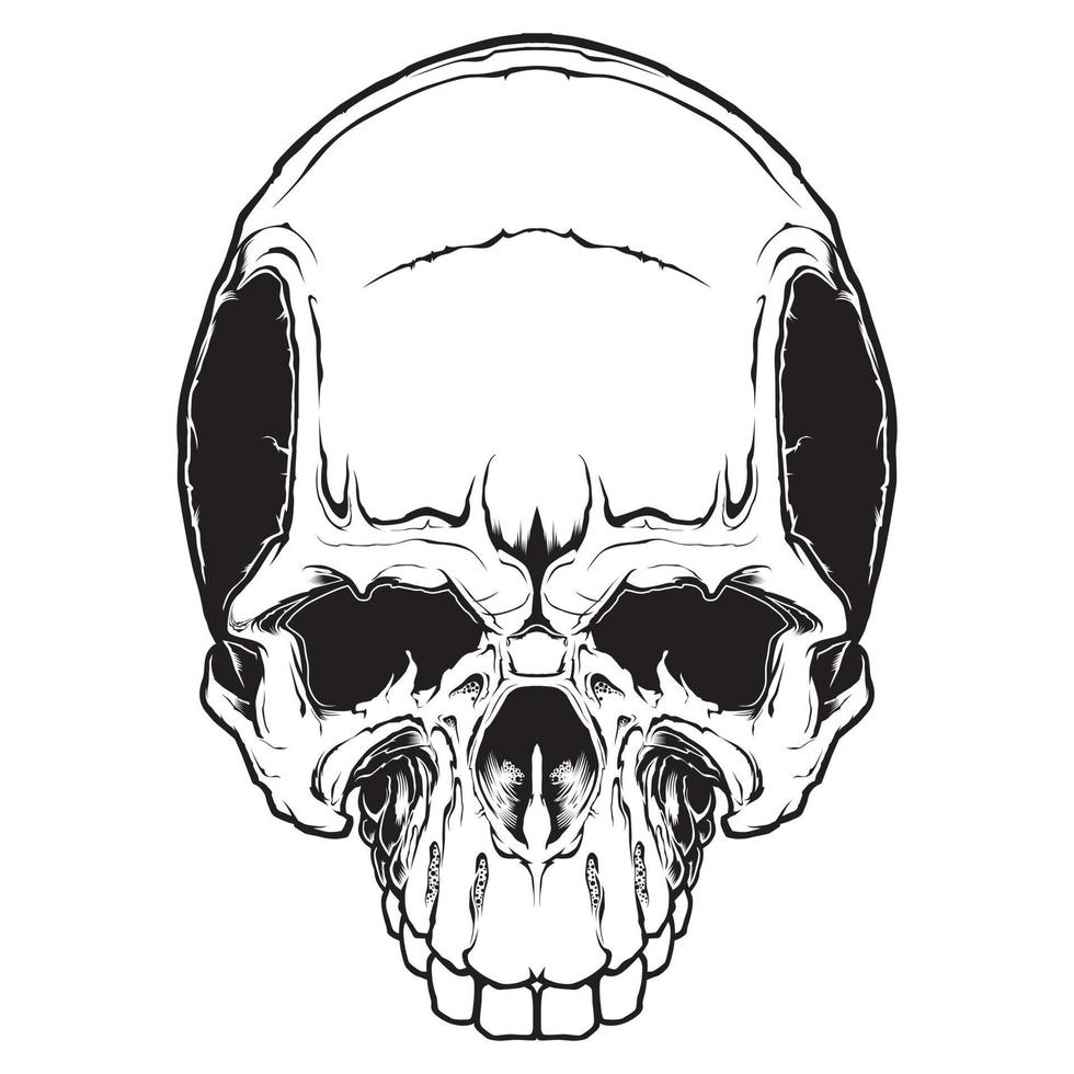 The image of the skull. Vector illustration. Isolated on white.
