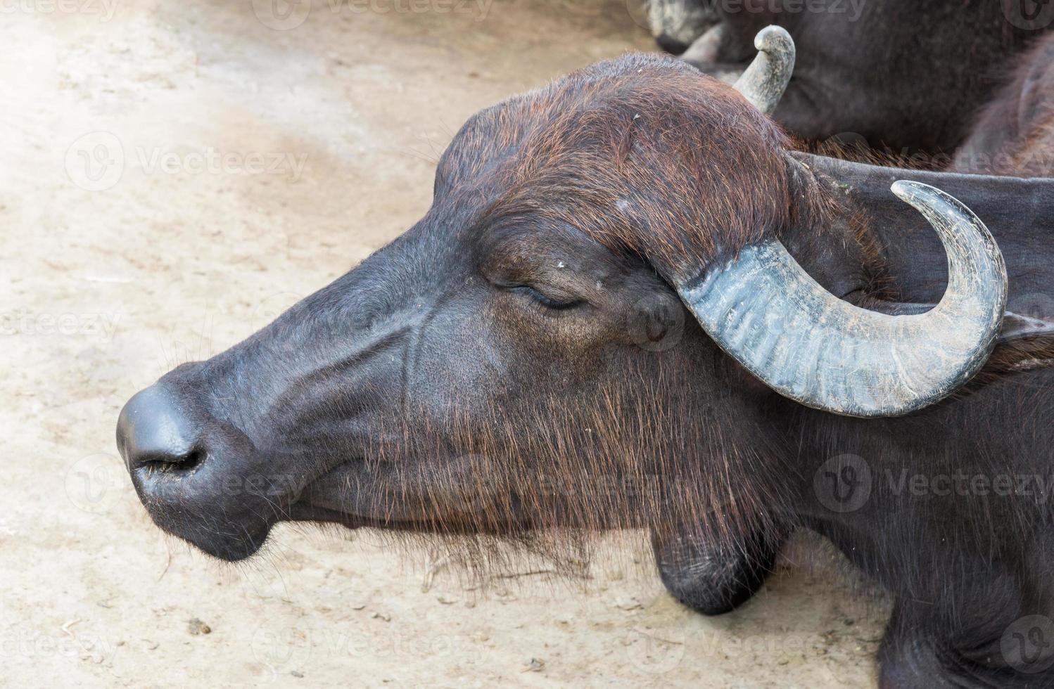 The sleeping buffalo photo