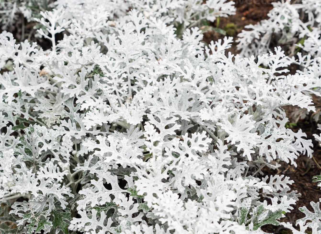 Closeup of the silver ragwoort. photo