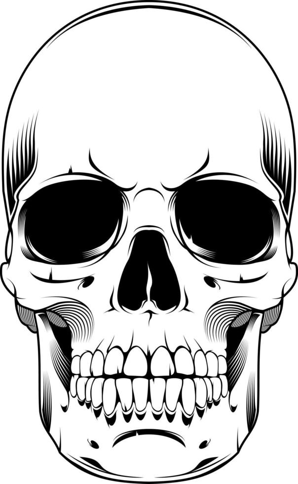 The image of the skull. Vector illustration. Isolated on white.