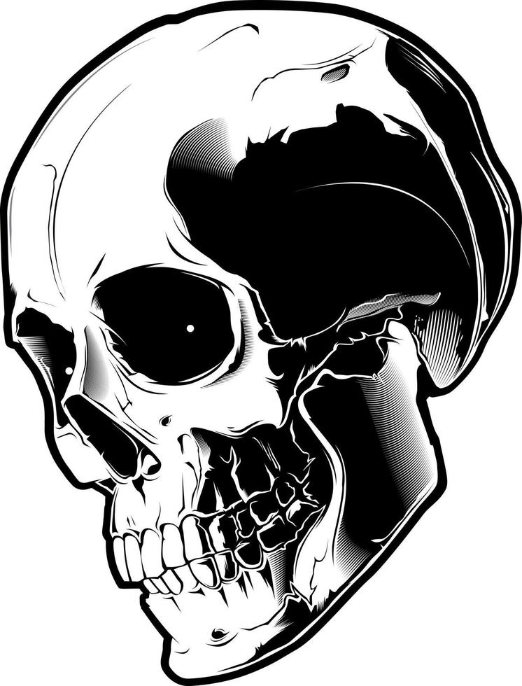 The image of the skull. Vector illustration. Isolated on white.