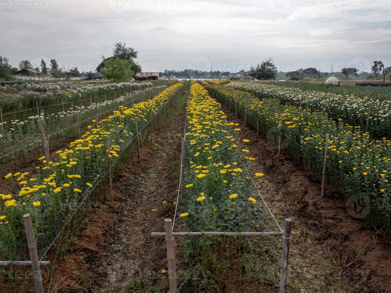 Fresh chrysanthemum row for ready to havest. photo