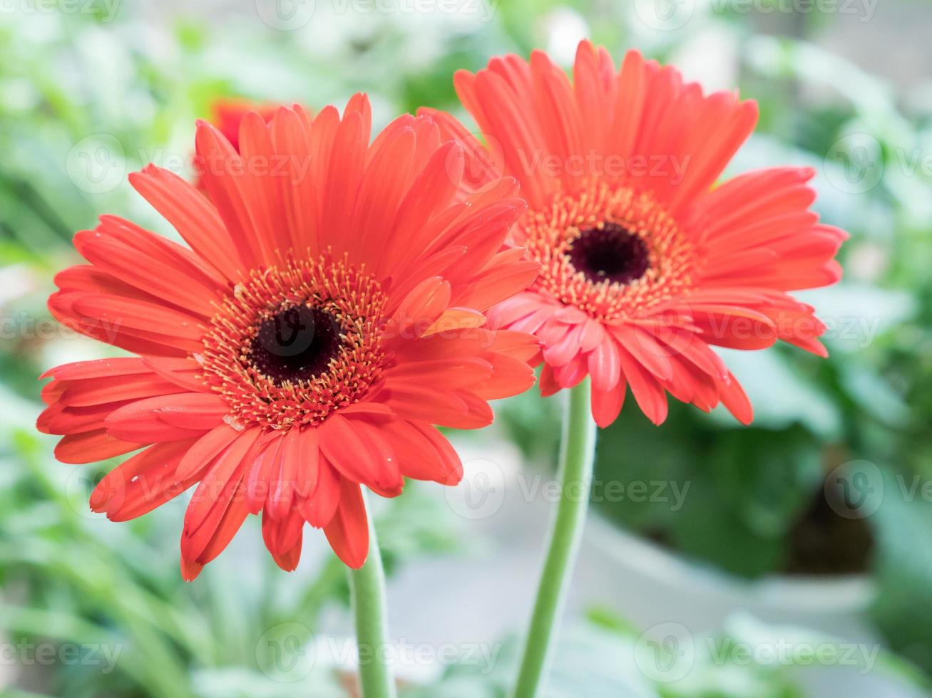 Selective focus of the fresh couple Gerbera. photo