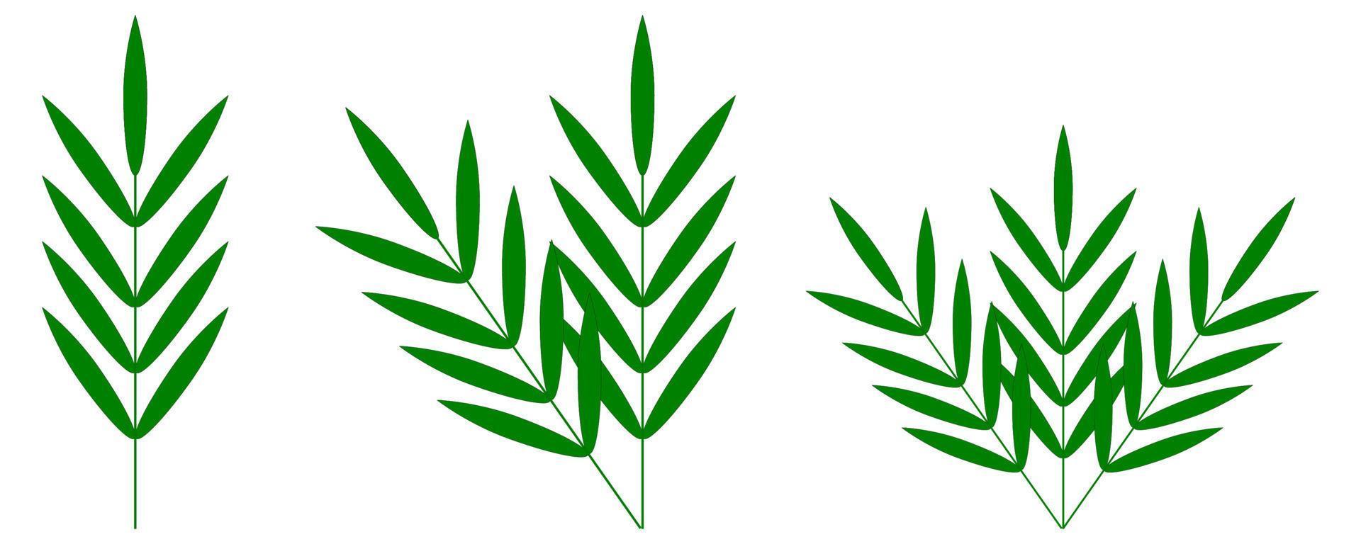 green leaf isolated on white background vector