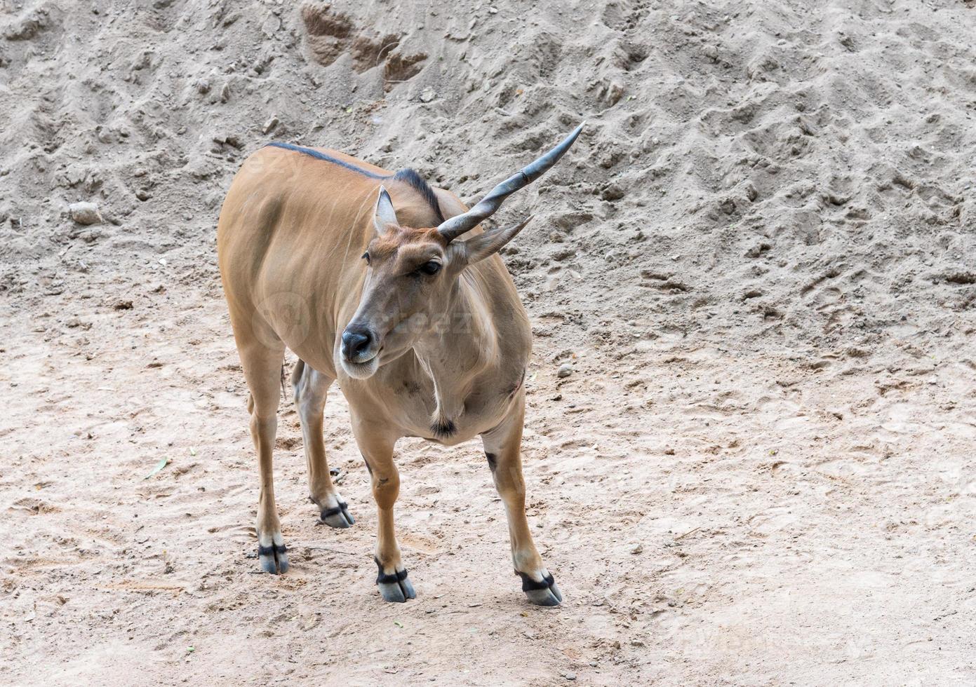 Young antelope with long horn. photo