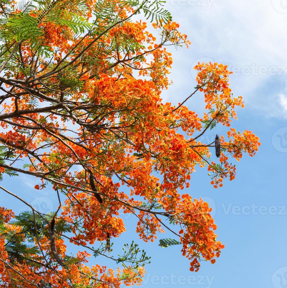 Colorful flame tree photo