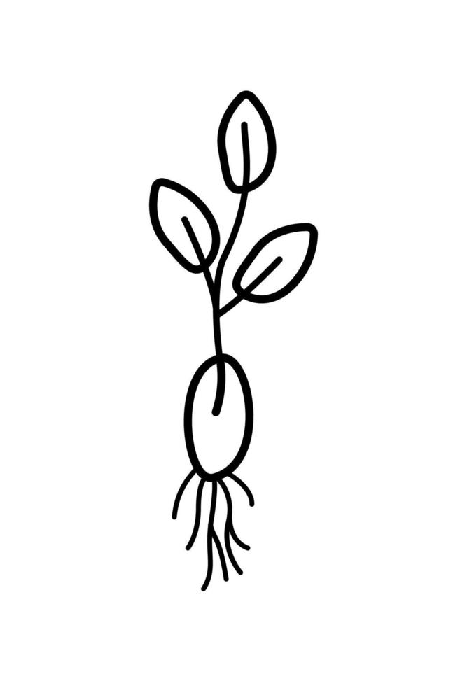 una planta brotó de una semilla con un sistema de raíces, estilo de garabato de ilustración vectorial. vector