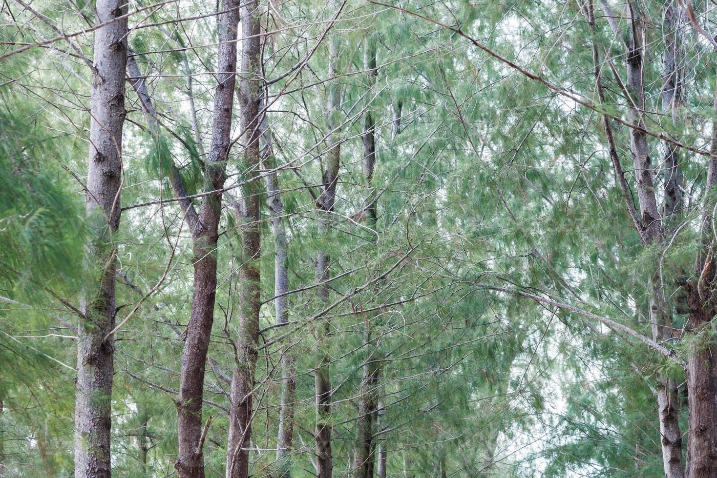 The pine row photo