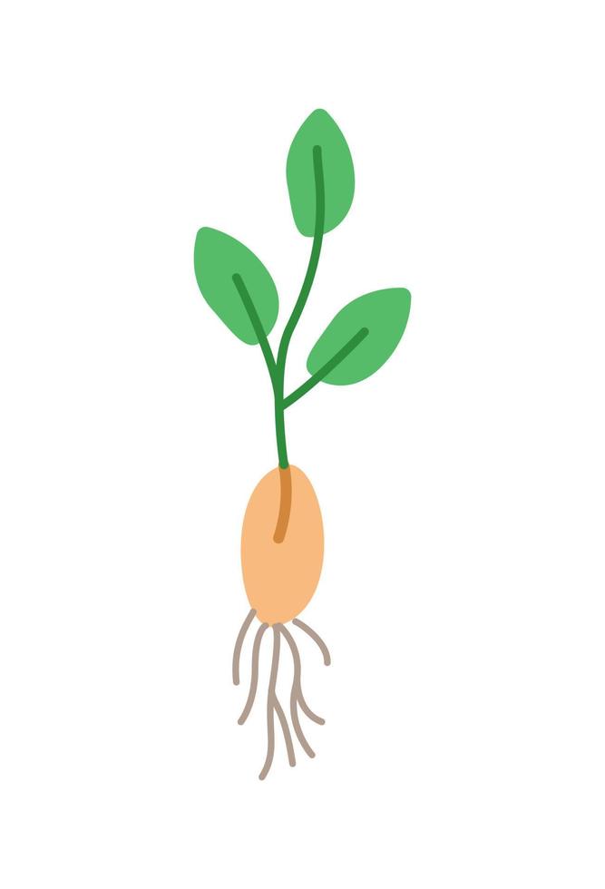 A plant sprouted from a seed with a root system, vector illustration doodle style.