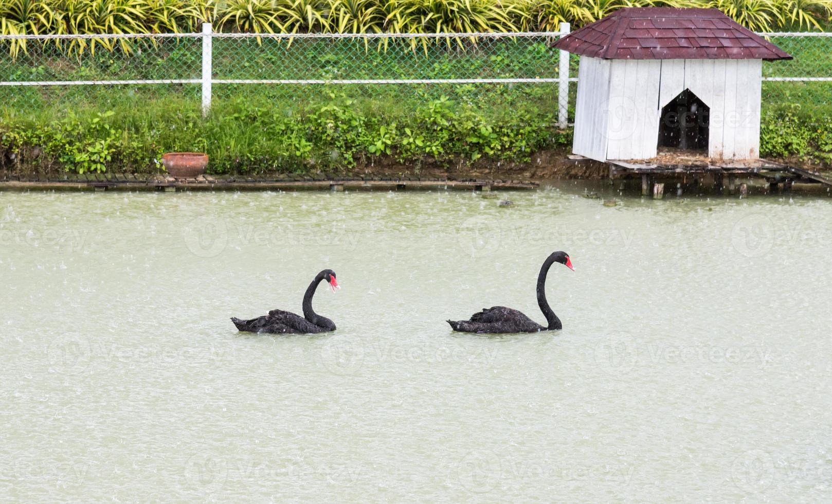 Couple of black swan photo