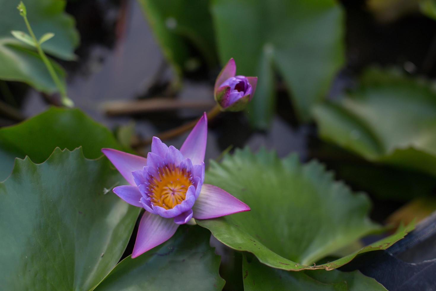 Lotus flower and Lotus flower plants photo