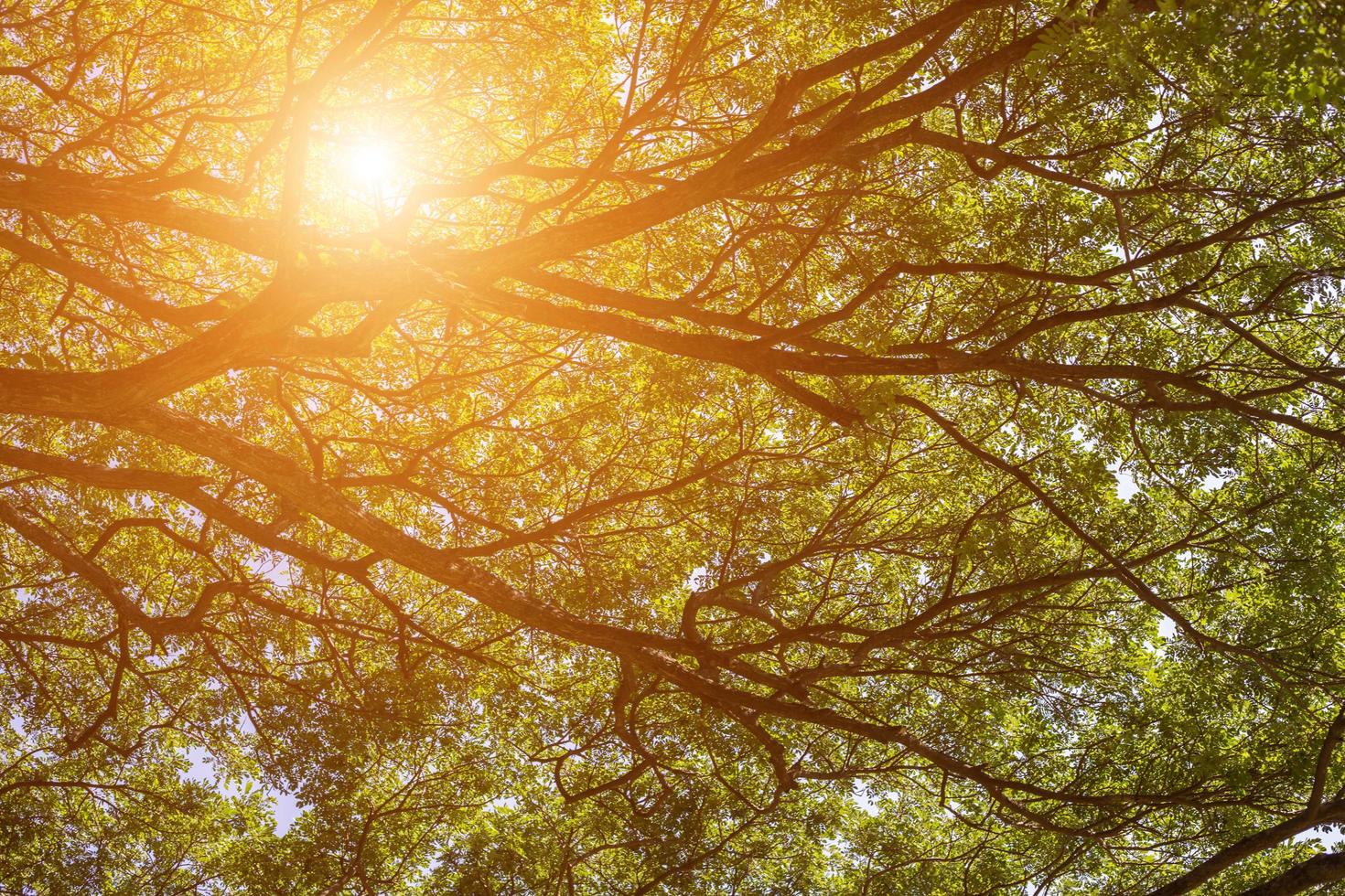 forest trees. nature green wood sunlight backgrounds. photo