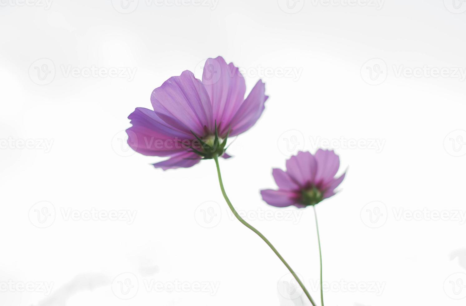 Pink and red cosmos flowers garden and soft focus photo