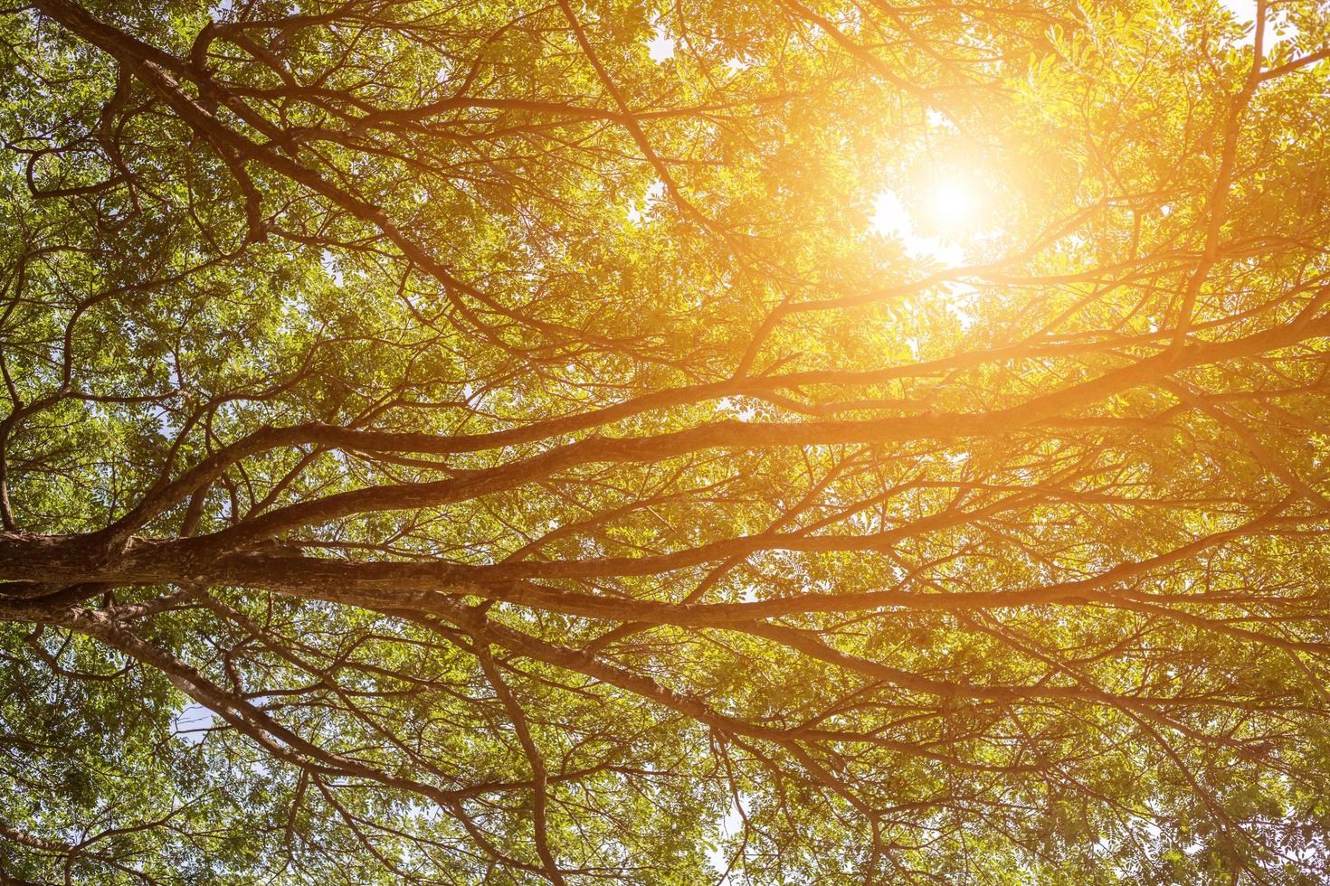 forest trees. nature green wood sunlight backgrounds. photo