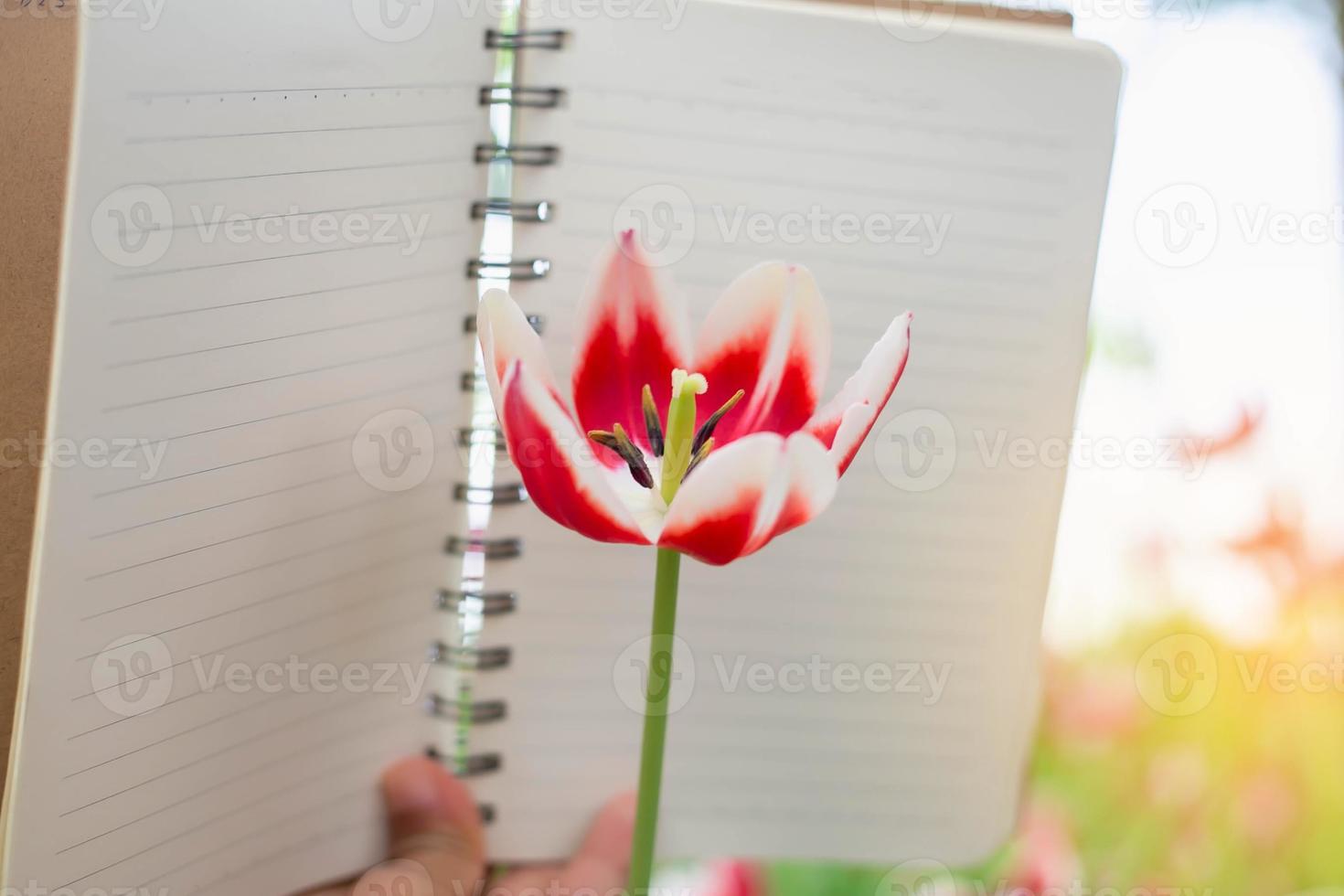 Woman taking notes in a white flower garden photo