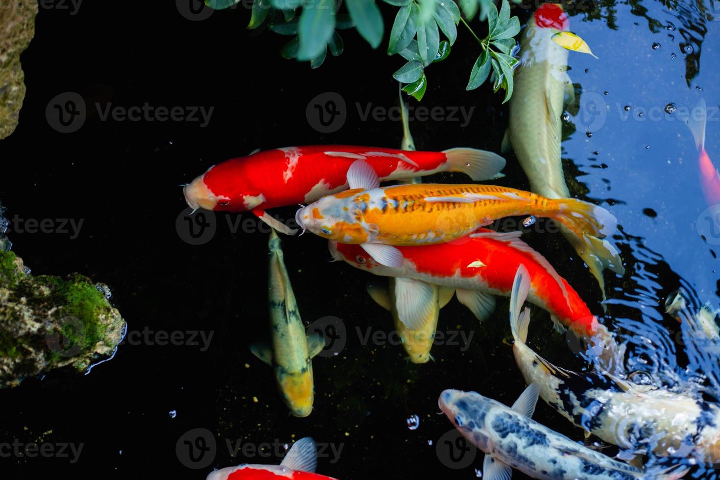 aquarium colourfull fishes in dark deep blue water photo