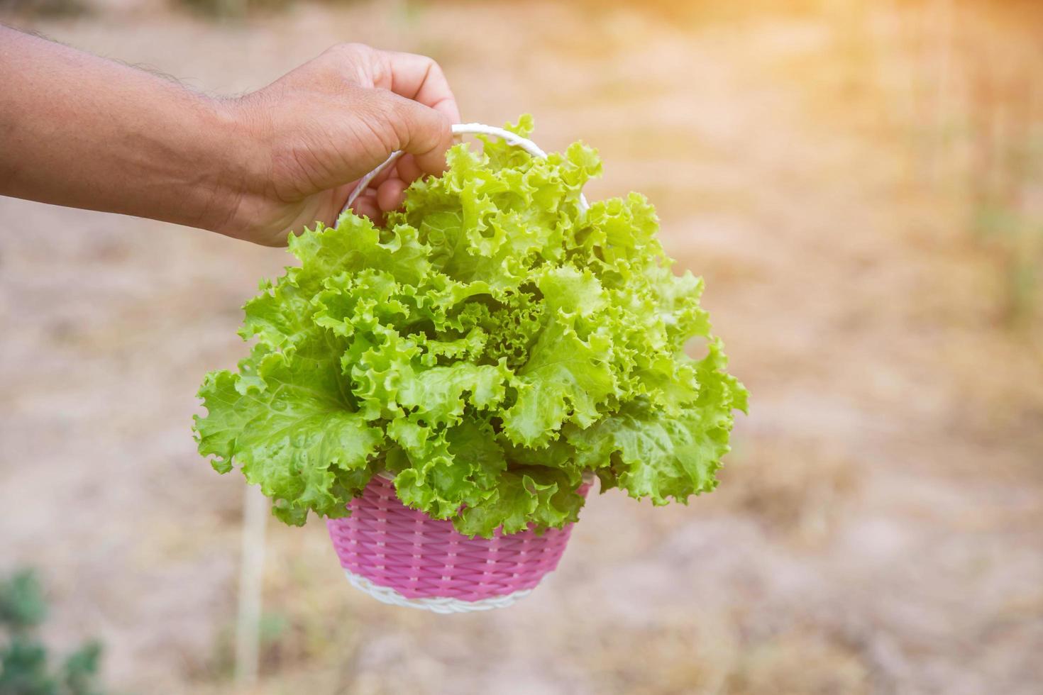 Lettuce of home garden photo