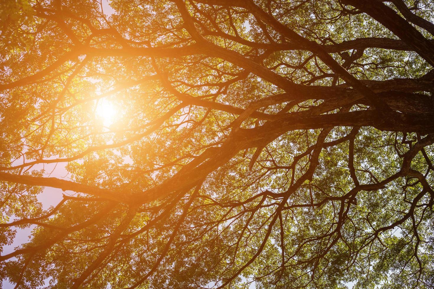 forest trees. nature green wood sunlight backgrounds. photo