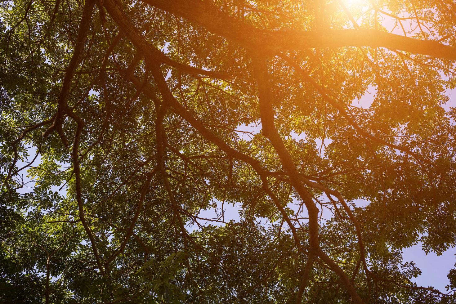 forest trees. nature green wood sunlight backgrounds. photo