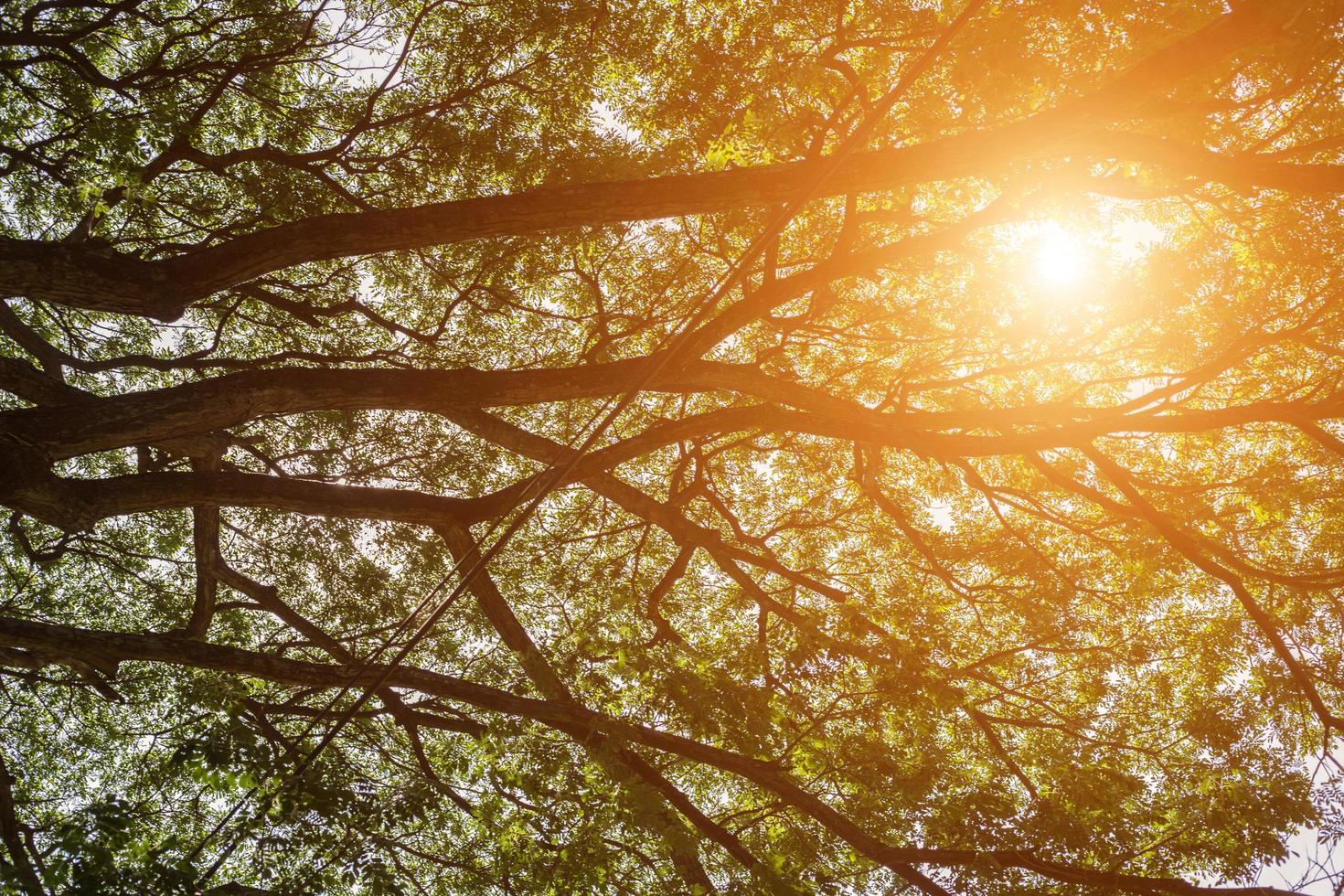 forest trees. nature green wood sunlight backgrounds. photo