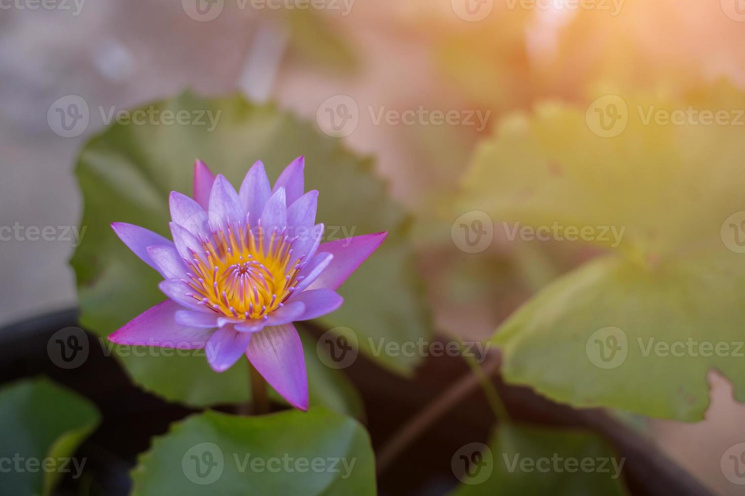 Lotus flower and Lotus flower plants photo