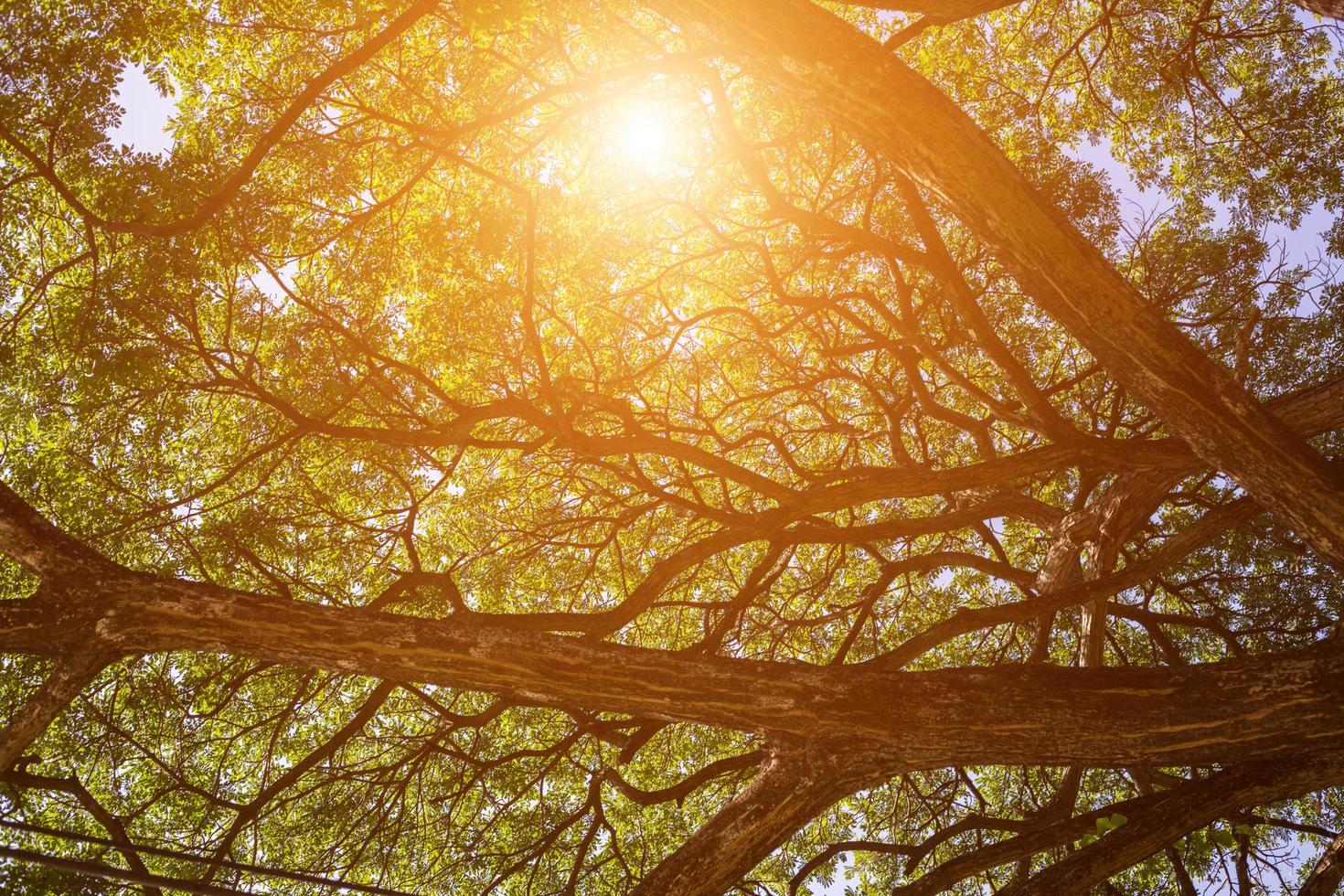 forest trees. nature green wood sunlight backgrounds. photo