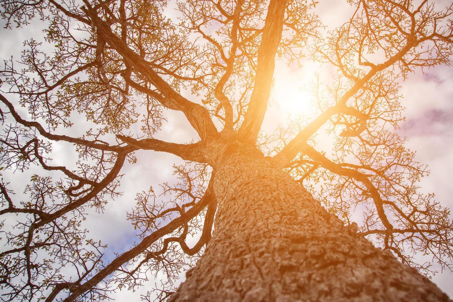 forest trees. nature green wood sunlight backgrounds. photo