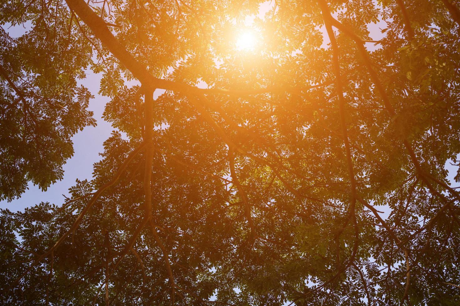 forest trees. nature green wood sunlight backgrounds. photo