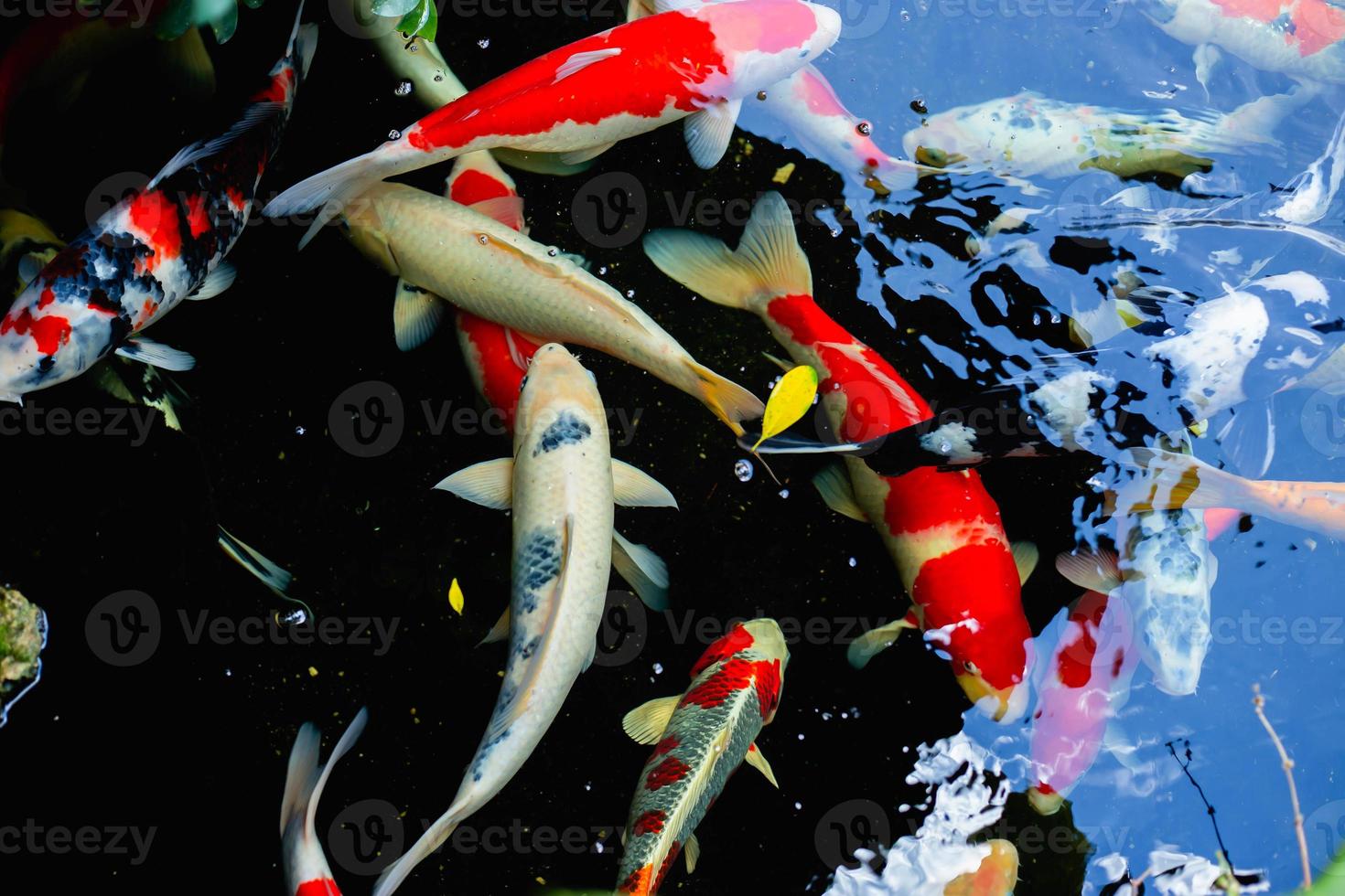 aquarium colourfull fishes in dark deep blue water photo