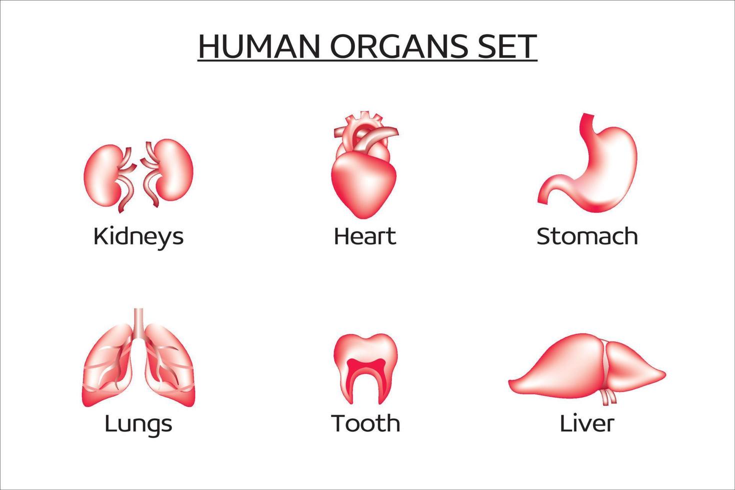 Set of vector human organs. The set contains the liver, kidneys, lungs, heart, stomach, teeth. Medicine, internal organs. Collection of 3d vector icons.