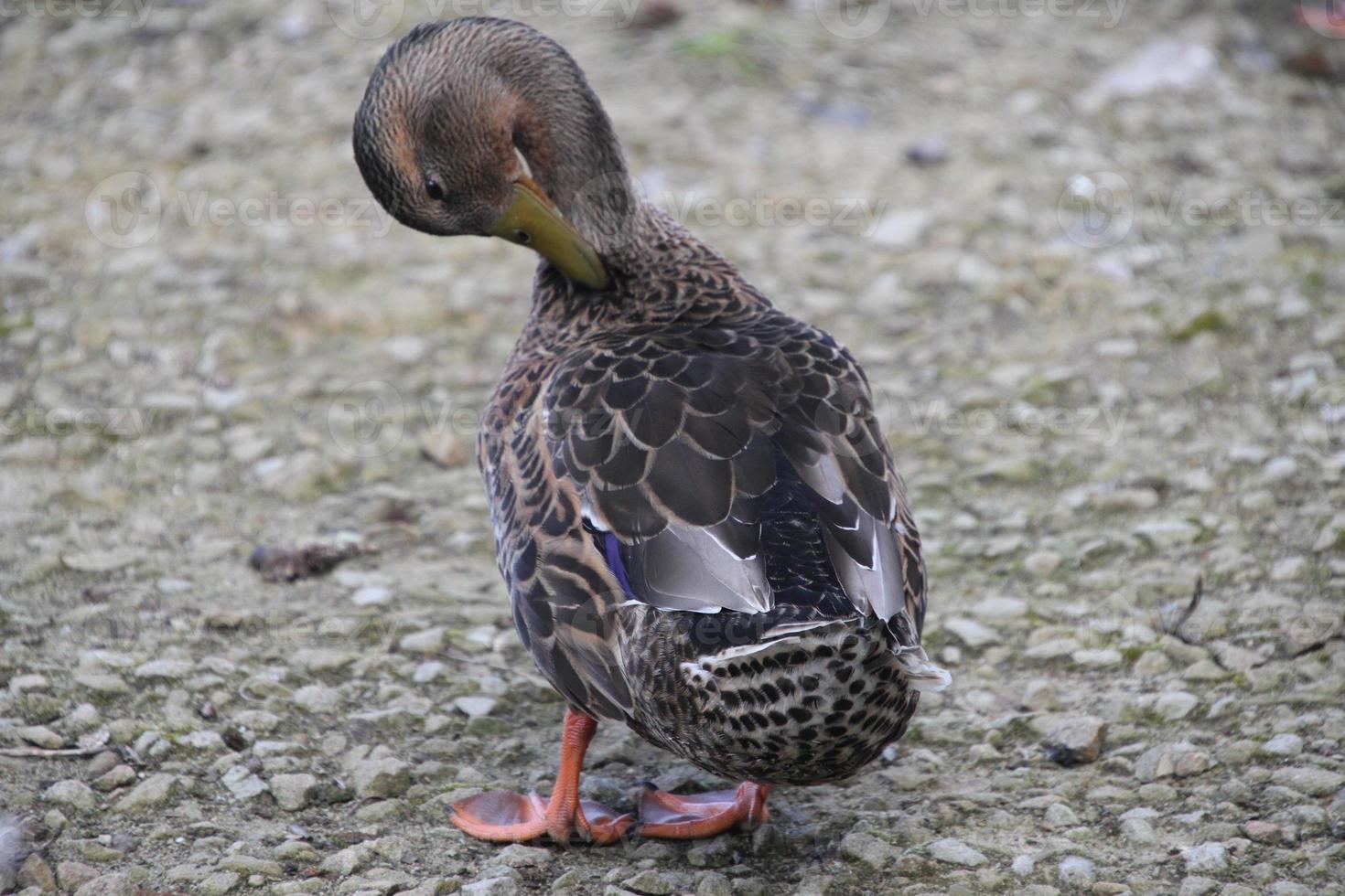 un primer plano de un pato real foto