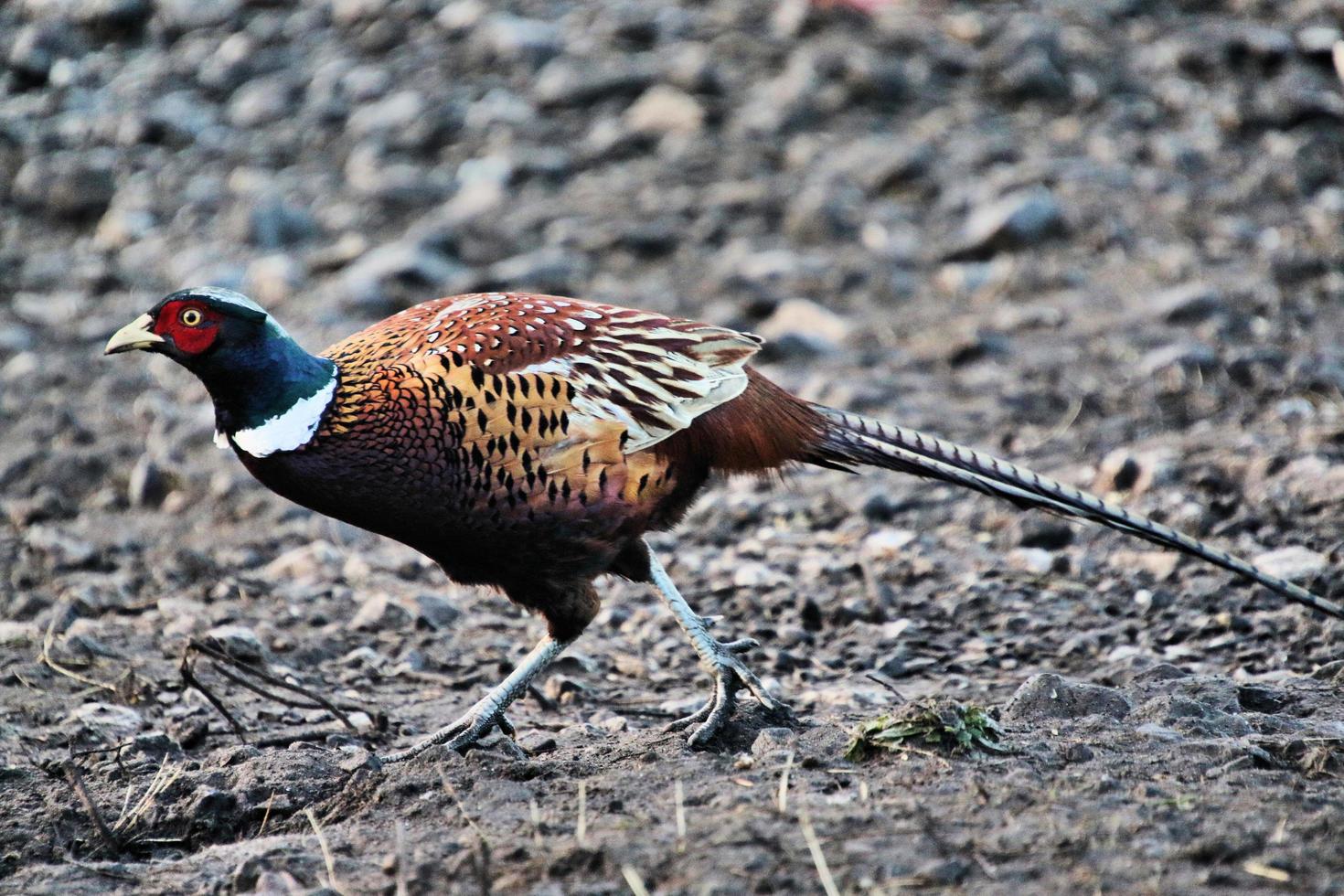 A close up of a Pheasant photo