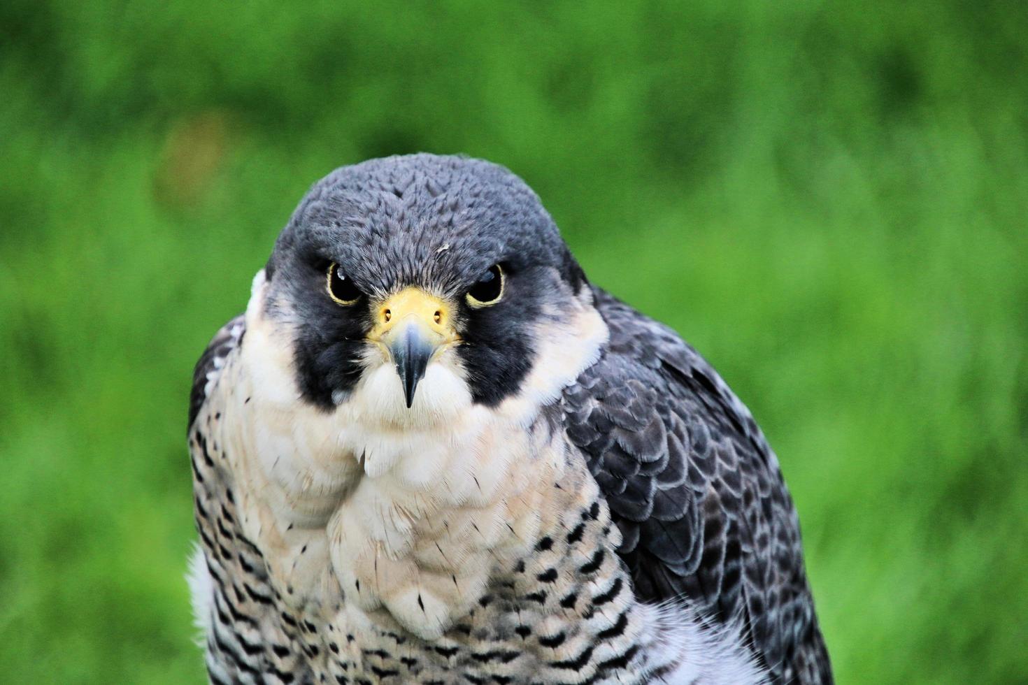 un primer plano de un halcón peregrino foto