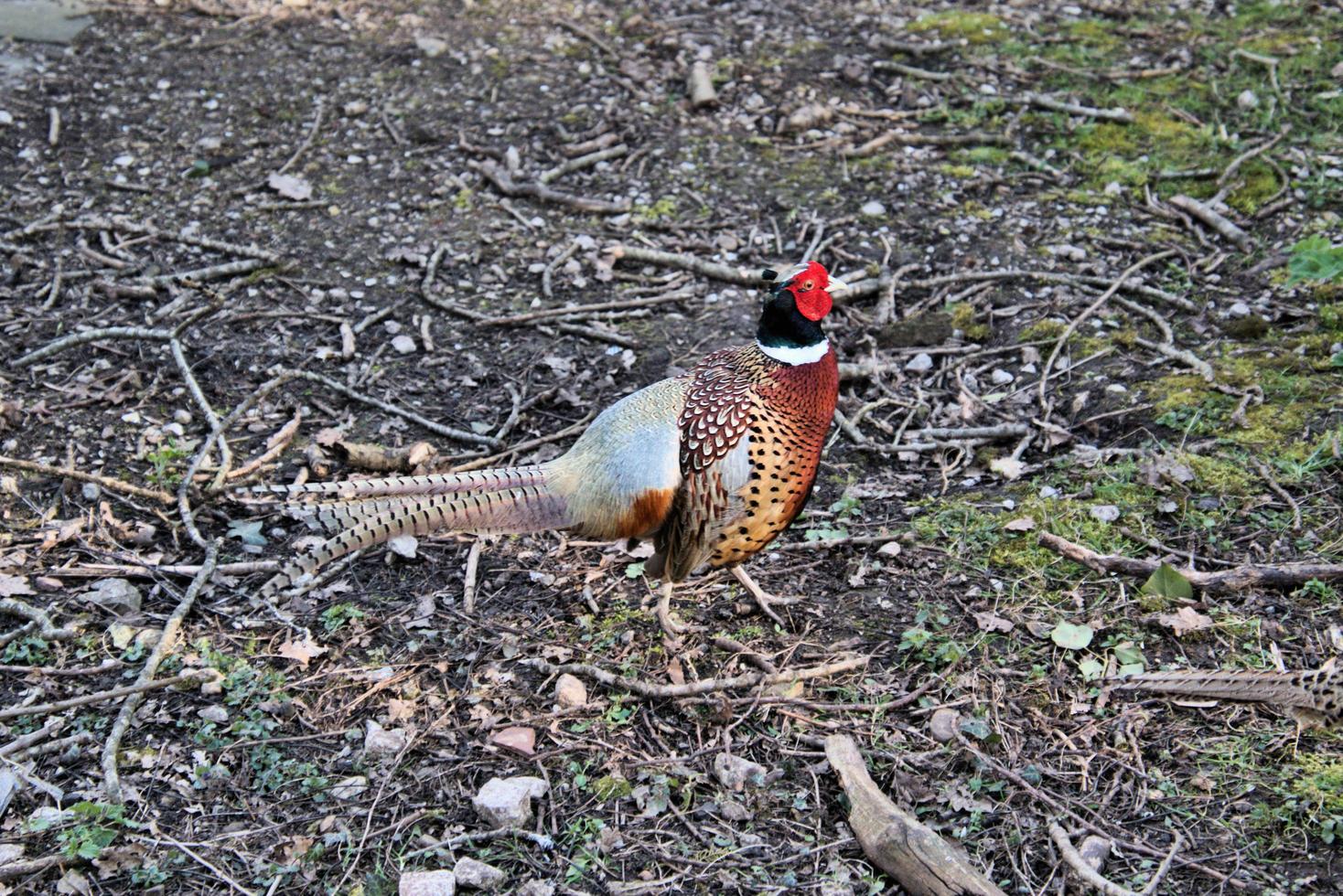 A close up of a Pheasant photo