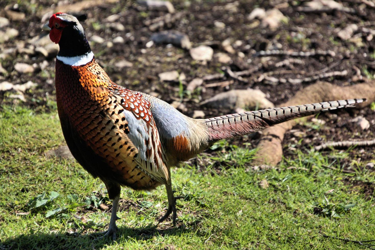 A close up of a Pheasant photo