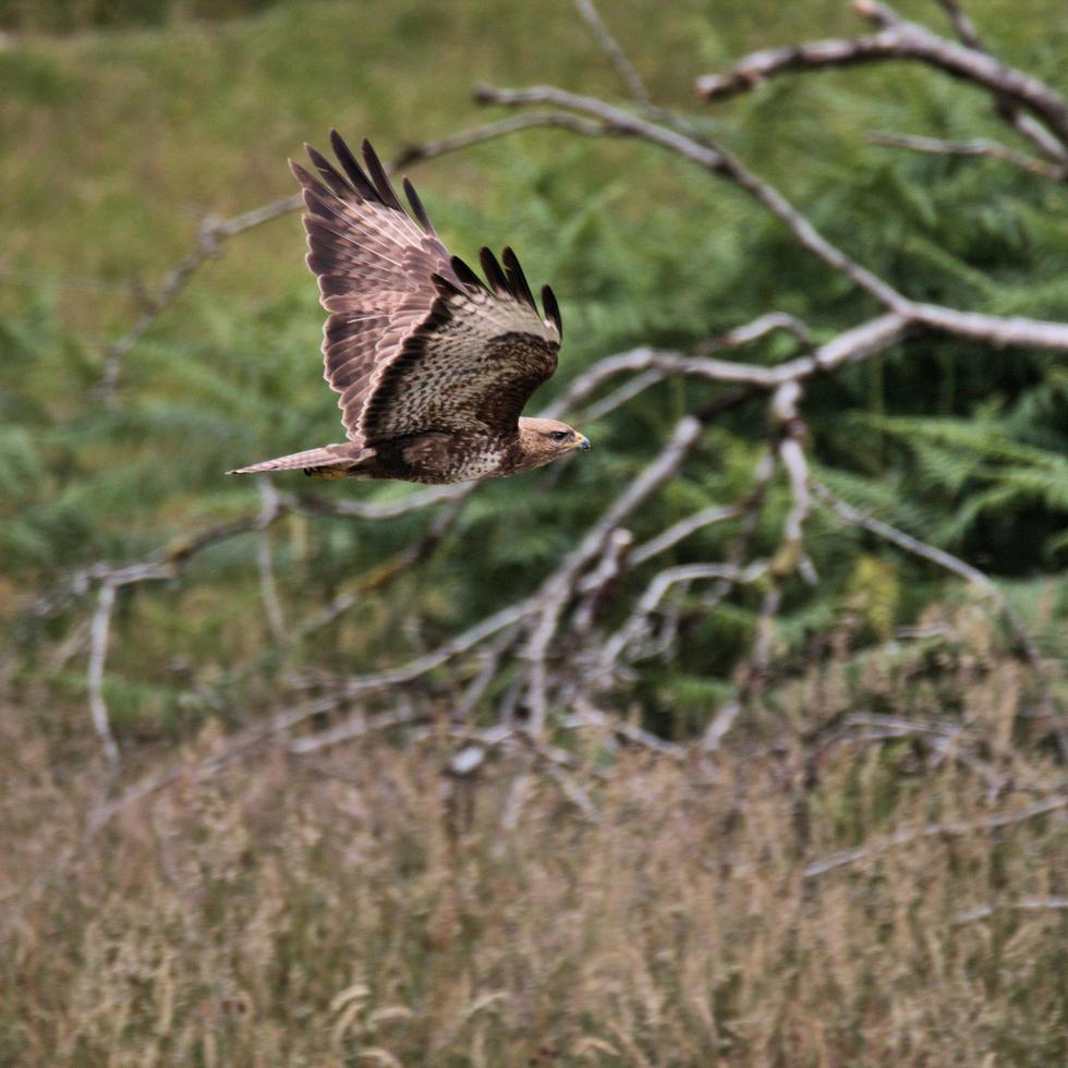 A close up of a Red Kite photo