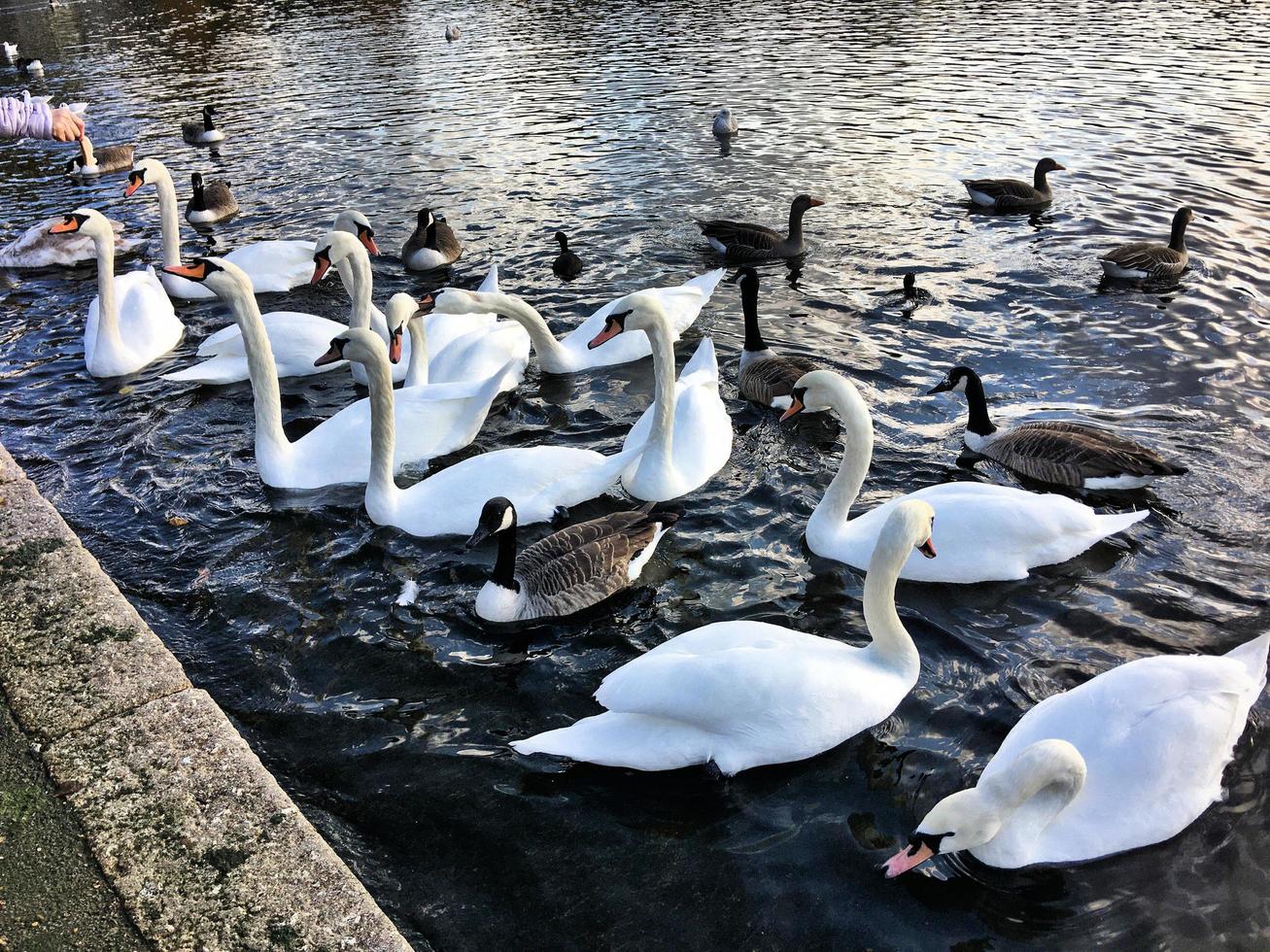 A view of some Swans and Ducks at WWT Martin Mere photo