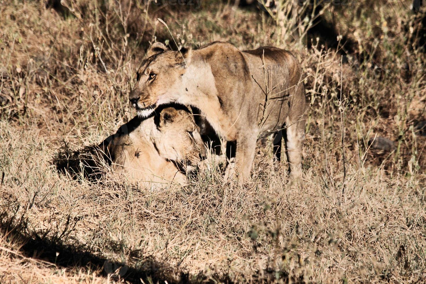 un primer plano de un león africano foto