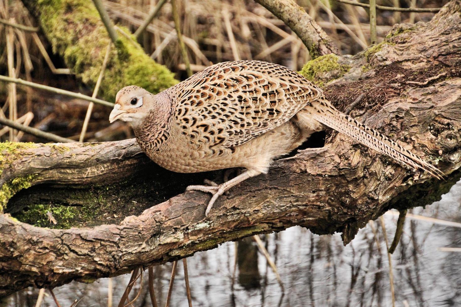 A close up of a Pheasant photo