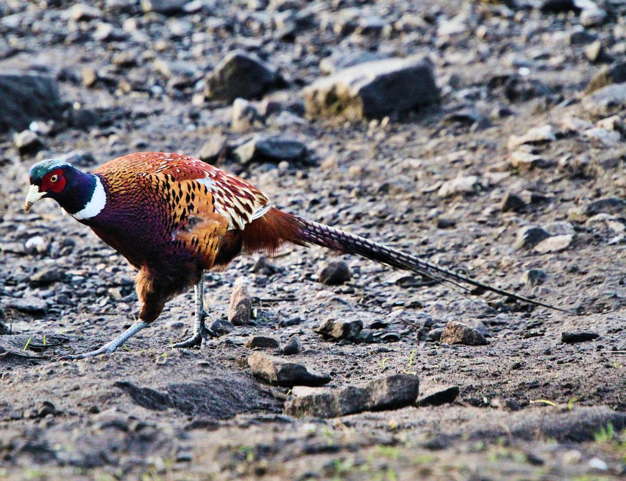 A close up of a Pheasant photo