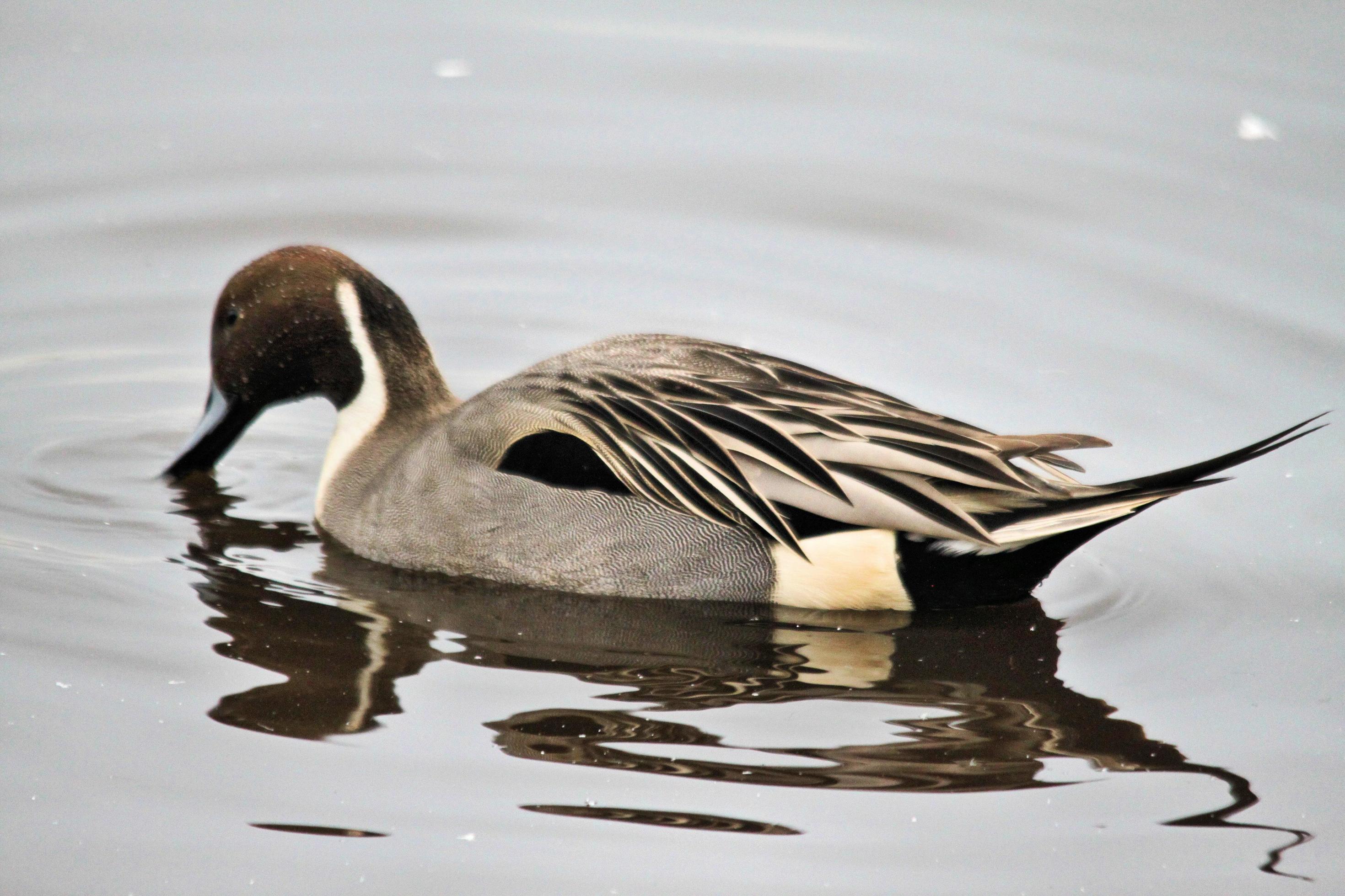 A view of a Pintail Duck 7966853 Stock Photo at Vecteezy
