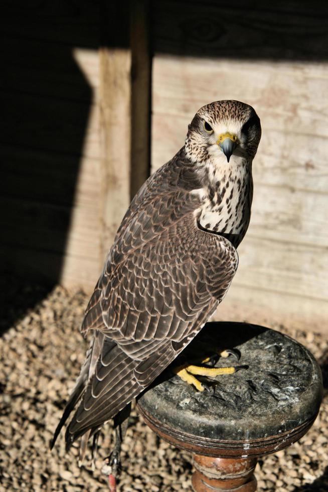 A close up of a Pergrine Falcon photo