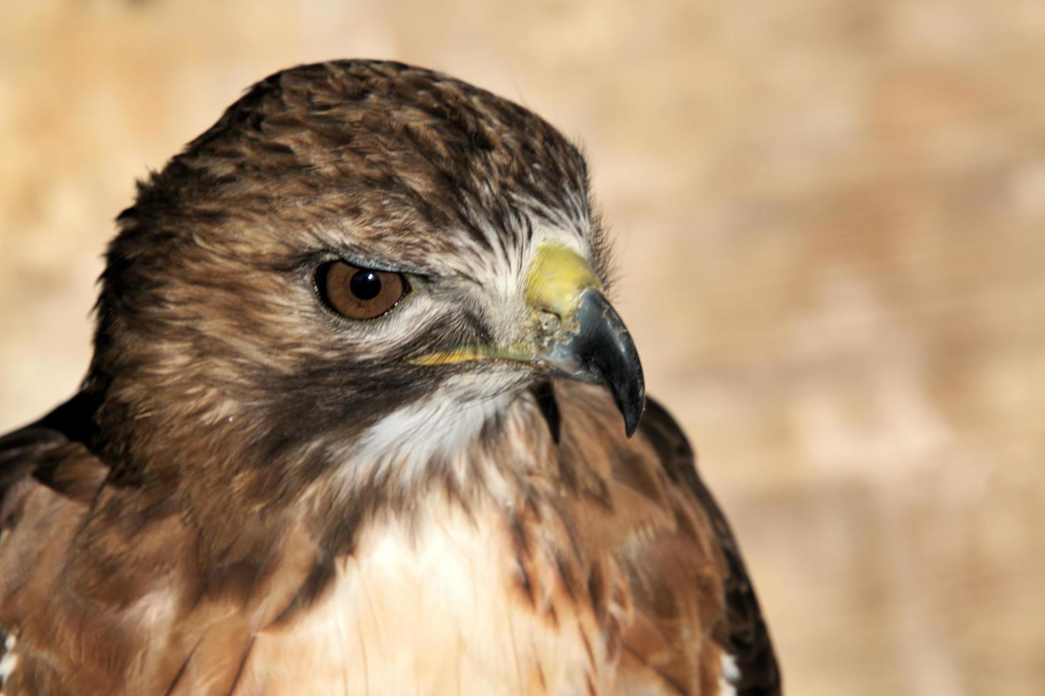 A close up of a Red Tailed Buzzard photo