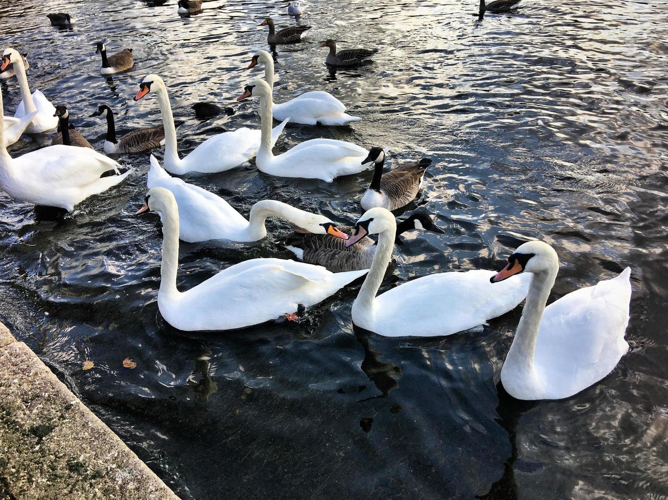 A view of some Swans and Ducks at WWT Martin Mere photo