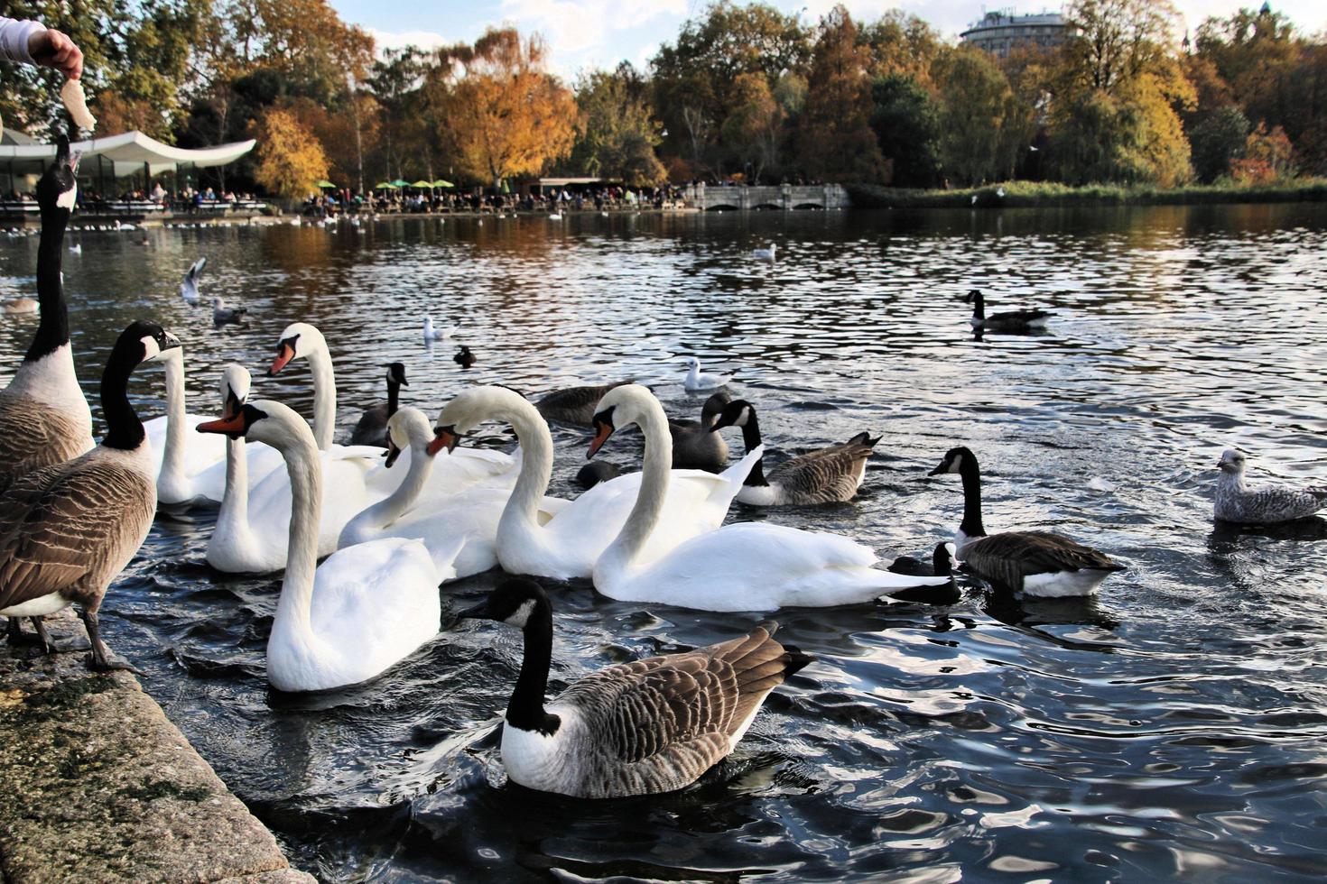 A view of some Swans and Ducks at WWT Martin Mere photo